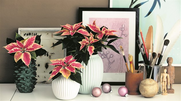 Plastový květináček s poinsettií schováte do jakéhokoliv krásného obalu, který ladí s vaší adventní a vánoční dekorací