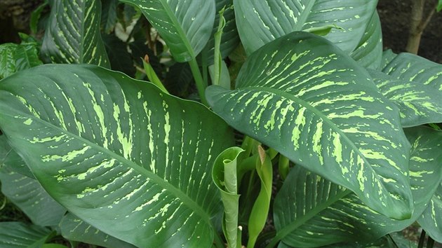 Dieffenbachia amoena (arnovit)