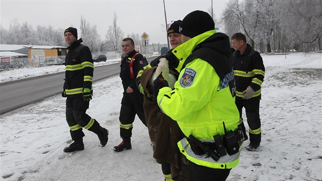 Po rušné ulici ve Žďáře nad Sázavou se procházela a posedávala zraněná labuť. Odchytili jí hasiči ve spolupráci se strážníky. (19. prosince 2017)