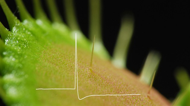 Masoravá rostlina mucholapka detekuje ohybem citlivého chloupku koist pomocí...