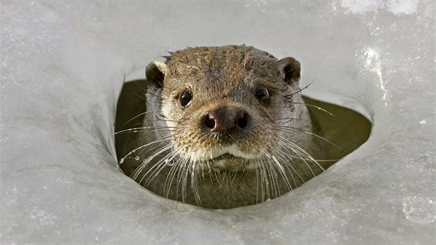 Vydra ���n�.