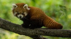 Mlád� pandy �ervené po p�ti m�sících náhle uhynulo.