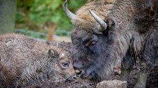 Zubr evropský se narodil v zoologické zahrad� v Tábo�e 7. listopadu. V obo�e je...