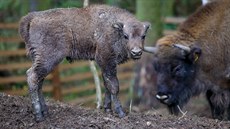 Zubr evropský se narodil v zoologické zahrad v Táboe 7. listopadu. V oboe je...