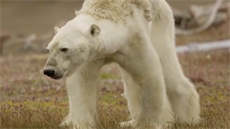 Vyzáblý lední medv�d