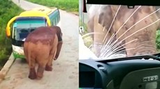 Agresivní slon se pustil do autobusu
