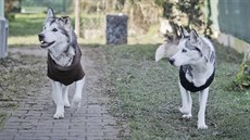 Fenky jsou nyní ve psím útulku v Klatovech. (13. 12. 2017)
