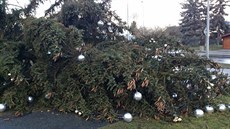 Silný vítr vyvrátil vánoní strom v Plzni-Kimicích.