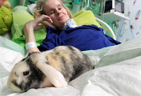 V ostrovské nemocnici zaali v rámci zooterapie vyuívat králíky.