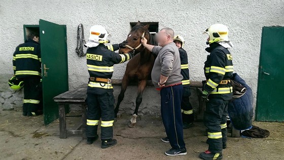 Záchrana zaklínného kon  v Bystroicích na Olomoucku