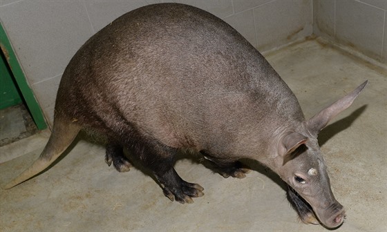 Samec hrabáe kapského z olomoucké zoologické zahrady, jeho pohlaví musel...