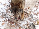 Vlk ibersk� jm�nem Sancho, kter� od lo�sk�ho l�ta �ije v jihlavsk� zoologick�...