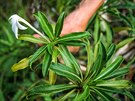 Vzácná rostlina Tiare apetahi roste na jediném míst na svt  na ostrov...