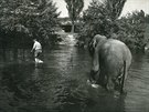 Koupání slonice Sumatry z cirkusu echie v roce 1954.