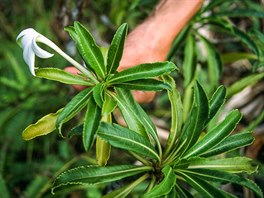 Vzácná rostlina Tiare apetahi roste na jediném místě na světě – na ostrově...