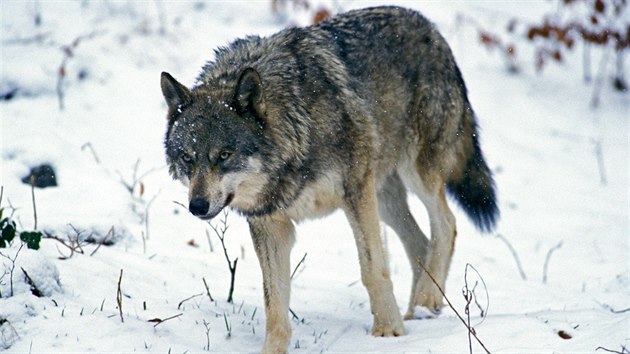 Vlk se do Francie vrátil na poátku 90. let.