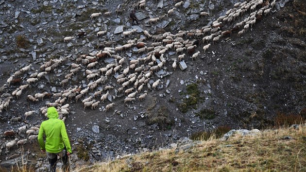 Stdo ovc nedaleko Prads-Haute-Bleone ve francouzskch Alpch (27. z 2017)