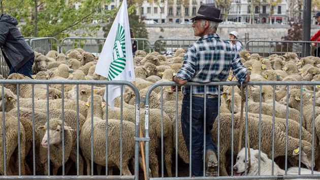 Lyon. Demonstrace francouzskch chovatel ovc proti vlkm (9. jna 2017)