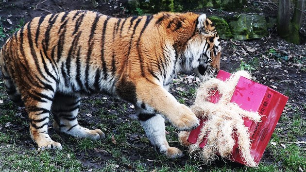 Tygr ussurijsk rozbaluje drky v prask zoologick zahrad (23. prosince 2017)