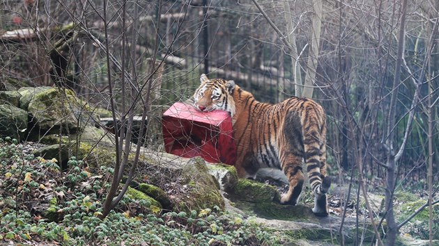 Tygr ussurijský rozbaluje dárky v pražské zoologické zahradě (23. prosince 2017)