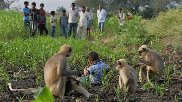 Samarth Bangari z  jihoindickho Allapuru se kamard s tlupou opic.