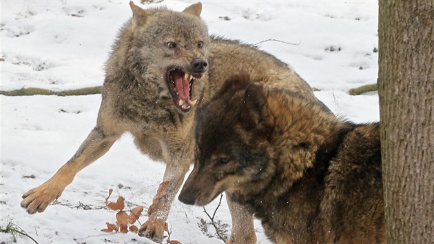 Ve výběhu vlků iberských v jihlavské zoo to „jiskří“. Na snímku cení zuby vlčice Beret na samce Sancha.