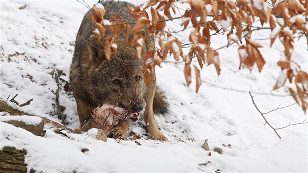 Vlk iberský jménem Sancho, který od loňského léta žije v jihlavské zoologické zahradě, dostal k sobě před pár dny partnerku.