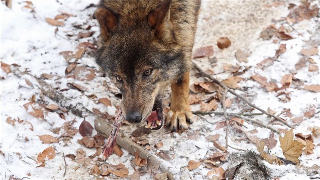 Vlk ibersk jmnem Sancho, kter od loskho lta ije v jihlavsk zoologick zahrad, dostal k sob ped pr dny partnerku.