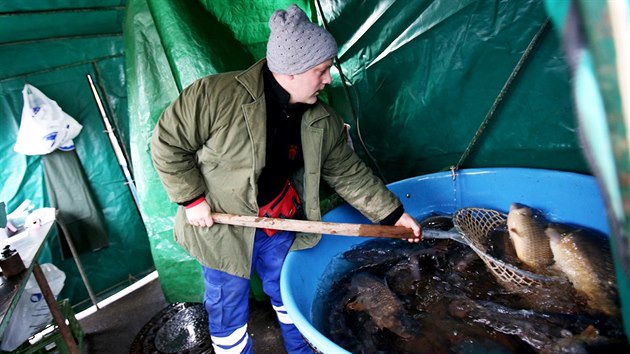 Kad den prodaj stnkai mezi brnnskmi sdliti Le a Vinohrady zhruba tunu ryb. Piblin polovinu na pn kuchaj.
