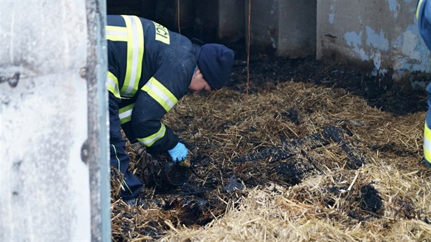 Pi poru hospodsk haly v Hluicch na Krlovhradecku uhynulo 3,5 tisc kachat (23. prosince 2017).