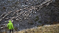 Stádo ovcí nedaleko Prads-Haute-Bleone ve francouzských Alpách (27. záí 2017)
