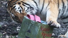 Tygr ussurijský rozbaluje dárky v praské zoologické zahrad (23. prosince 2017)