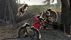 Samarth Bangari z  jihoindického Allapuru se kamarádí s tlupou opic.