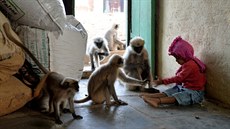 Samarth Bangari z  jihoindického Allapuru se kamarádí s tlupou opic.