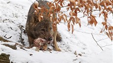 Vlk iberský jménem Sancho, který od loského léta ije v jihlavské zoologické...