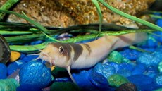 Místo tradi�ních úho�� dnes kon�í na rozpálené pánvi i �iví pisko�i...