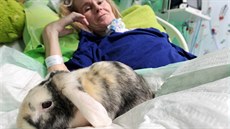 V ostrovské nemocnici začali v rámci zooterapie využívat králíčky.