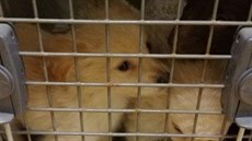 Dev�t �t��at, které n�kdo nechal jen v krabici v lese na okraji Rychvaldu, nyní...