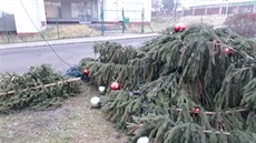 Pokácený váno�ní strom ve Velkém B�ezn�.