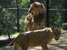 Samice lva konského Kivu a samec Lolek v brnnské zoologické zahrad.