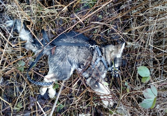 Mrtvé štěně leželo v příkopě u silnice na Chebsku.