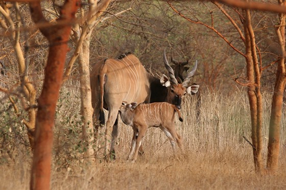Antilopy s mláaty dávají nadji do budoucna, e se kriticky ohroený poddruh...