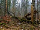 ofínský prales v Novohradských horách vznikl ped 180 lety jako vbec první...