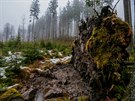 ofínský prales v Novohradských horách vznikl ped 180 lety jako vbec první...