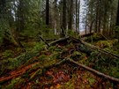 Žofínský prales v Novohradských horách vznikl před 180 lety jako vůbec první...