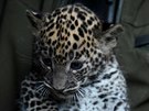 Mláďata levharta cejlonského, která se v brněnské zoo narodila v listopadu,...