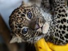 Mláata levharta cejlonského, která se v brnnské zoo narodila v listopadu,...