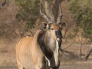 Antilpa Derbyho patí se svými a 180 cm výky u samc k nejvtím antilopám na...