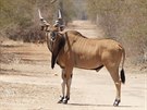 Antilopa Derbyho je nádherný majestátní kopytník. Západní poddruh (na snímku),...
