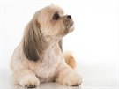 Lhasa apso